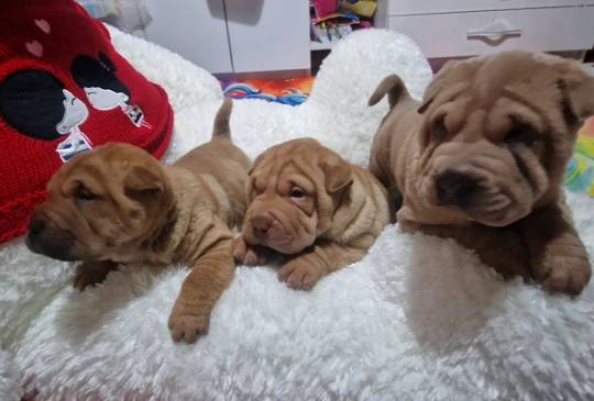 Šar pej štenci image 3