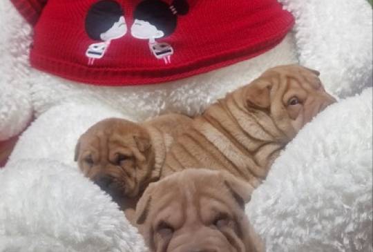 Šar pej štenci image 4