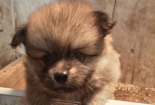 Štenci pomeranskog špica image 2