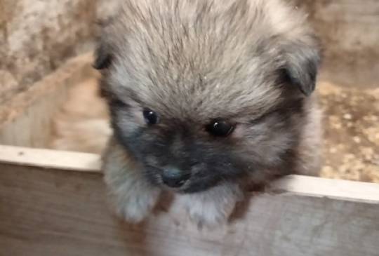 Štenci pomeranskog špica image 3