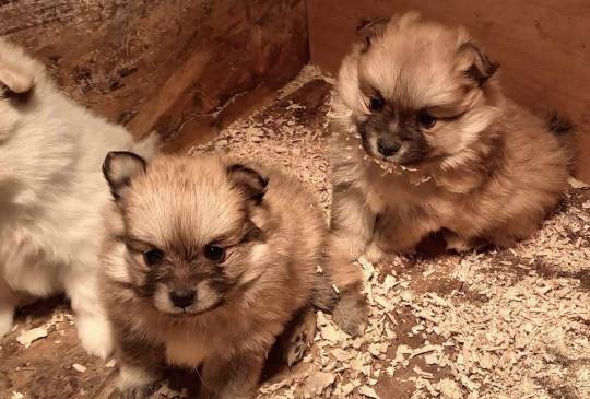 Štenci pomeranskog špica image 4