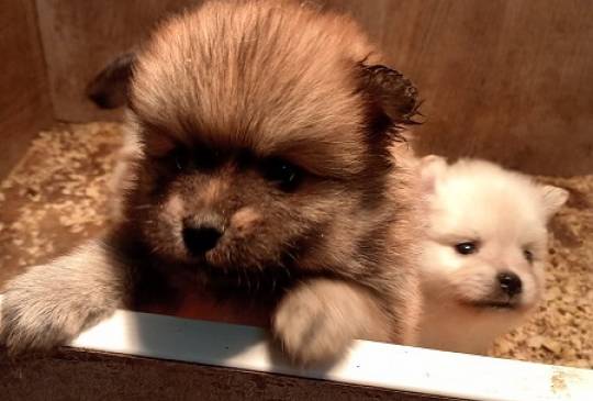 Štenci pomeranskog špica image 6