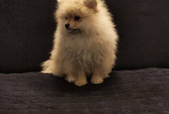 Štenci pomeranskog špica image 3