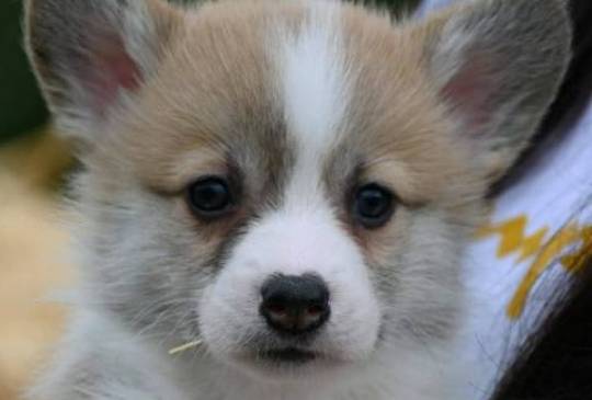 Velški korgi Welsh Corgi Pembroke image 2