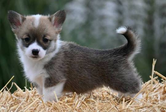 Velški korgi Welsh Corgi Pembroke image 3