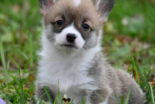 Velški korgi Welsh Corgi Pembroke image 5