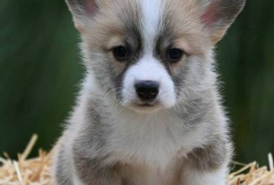 Velški korgi Welsh Corgi Pembroke image 6