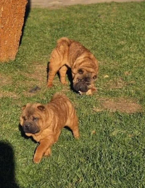 Šar-pej na prodaju, Sombor (2)