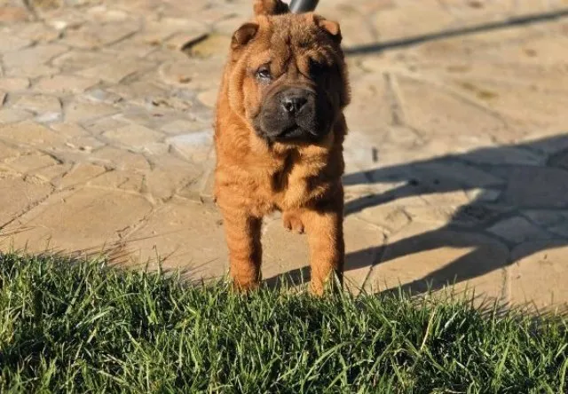 Šar-pej na prodaju, Sombor (3)