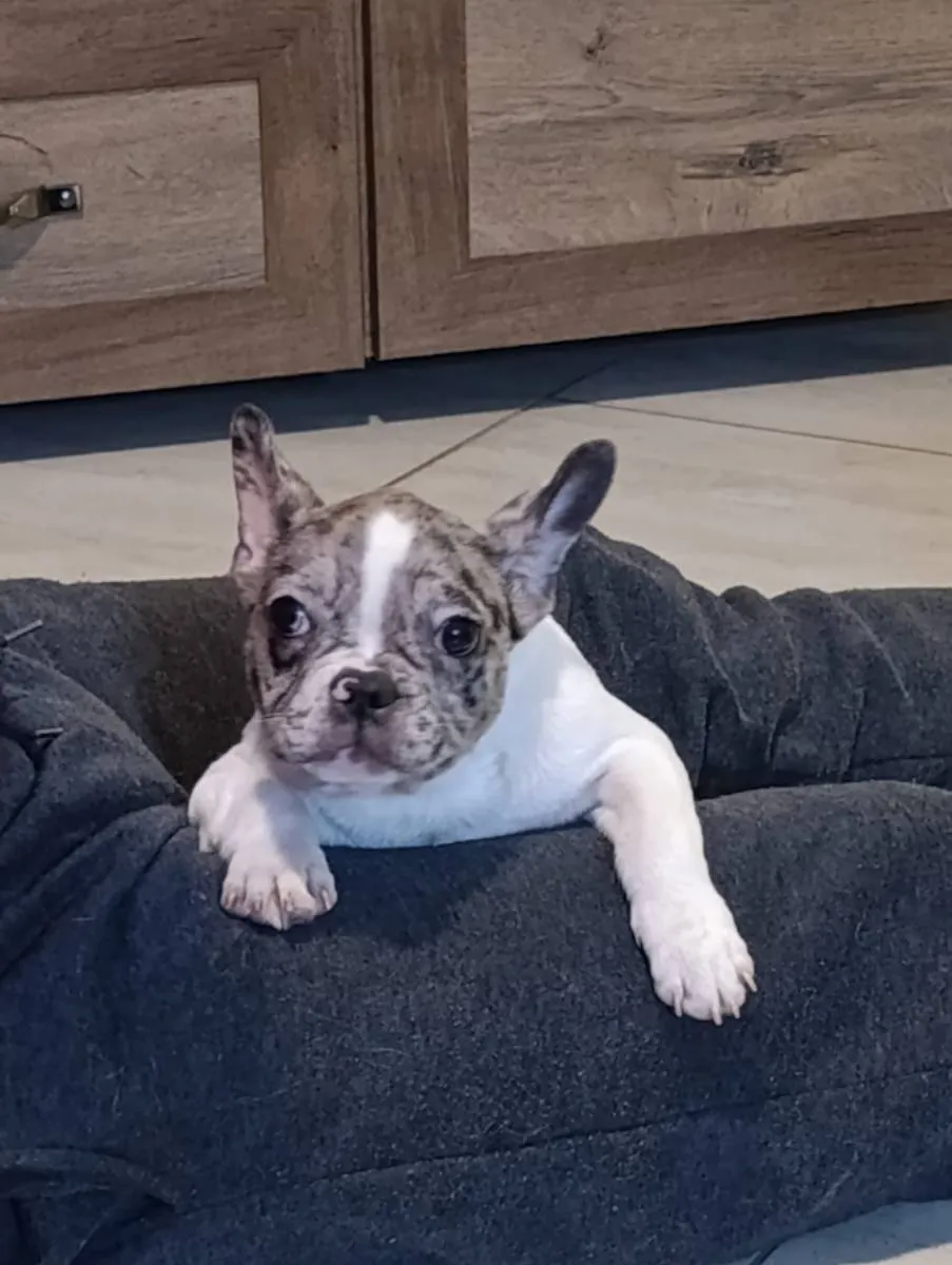 Francuski buldog na prodaju, Obrenovac