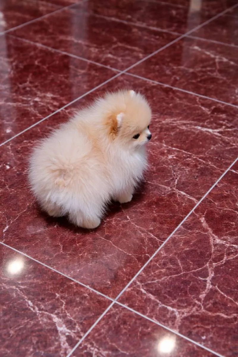 Ostalo na prodaju, Beograd (2)