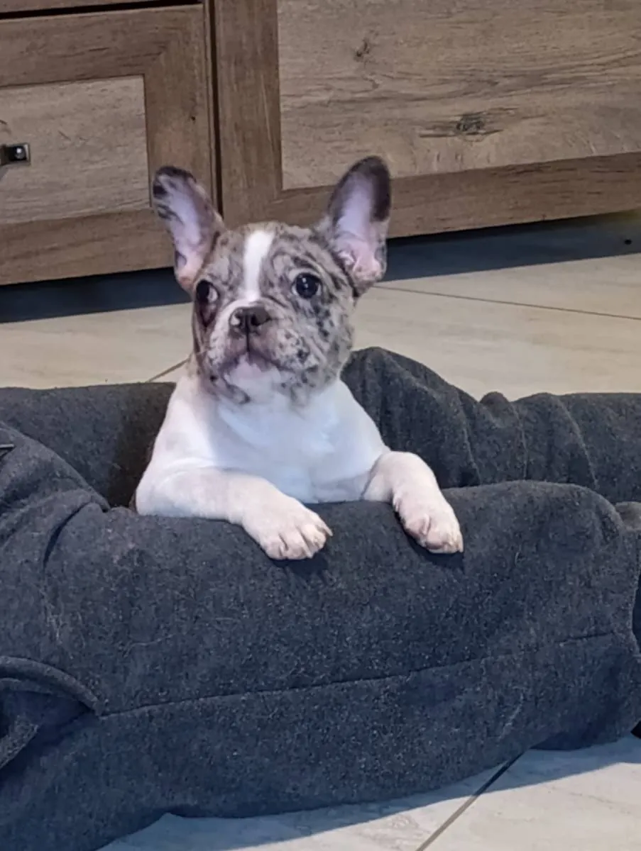 Francuski buldog na prodaju, Obrenovac (3)