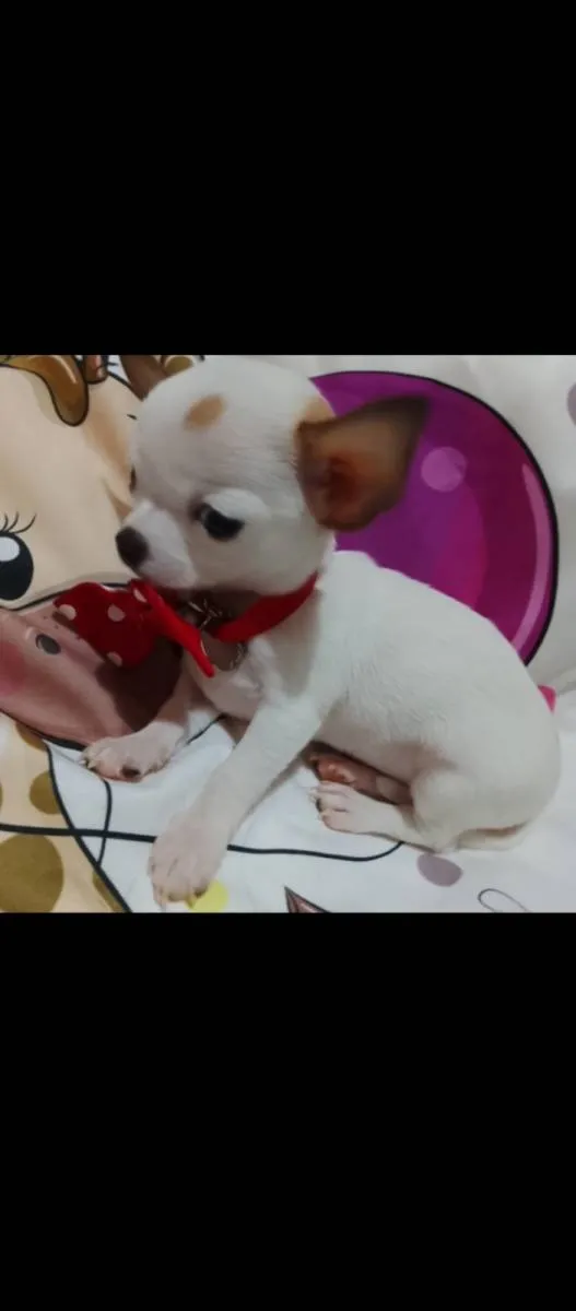 Čivava na prodaju, Beograd (5)