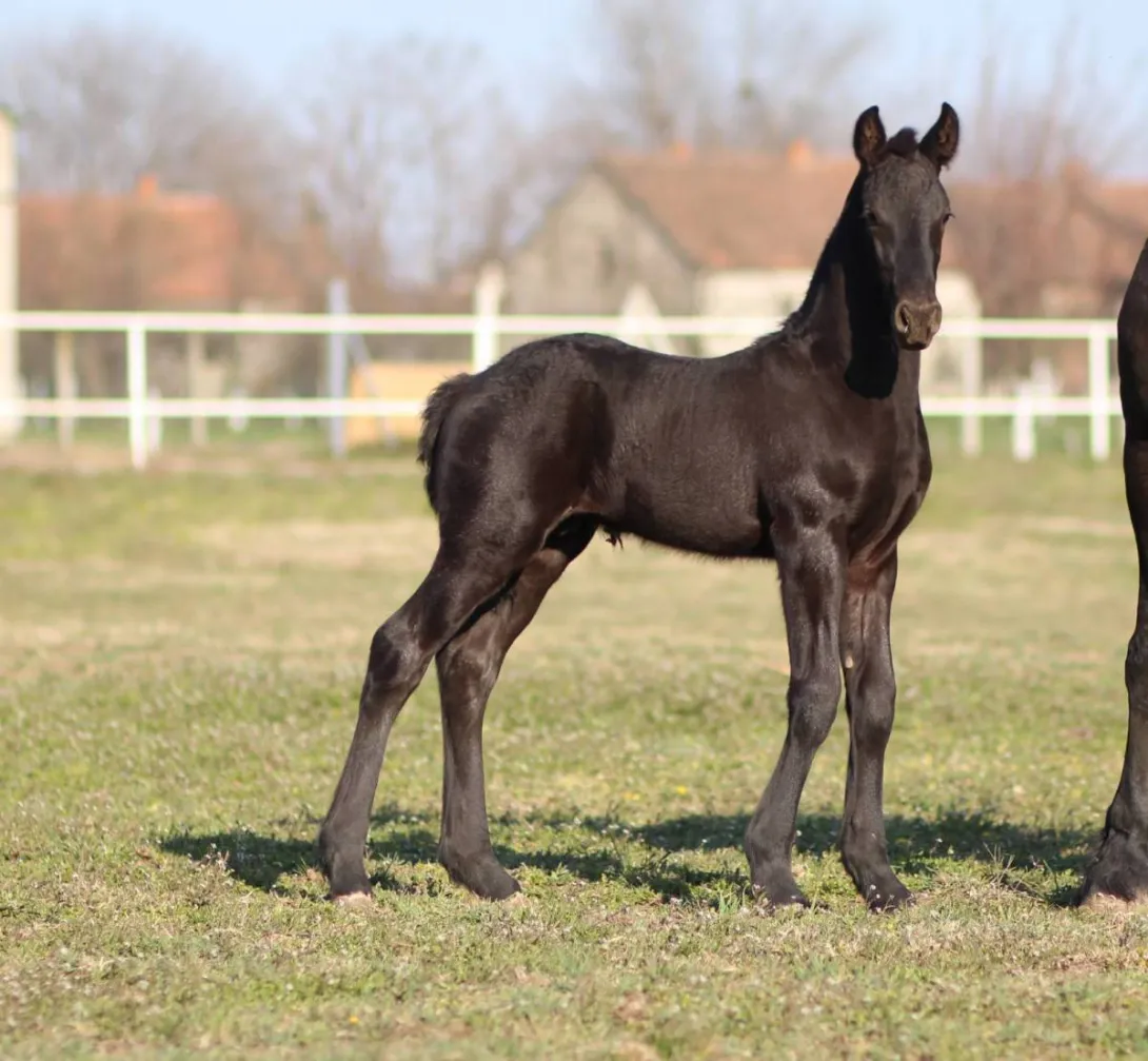 Ostalo na prodaju, Stara Pazova (6)