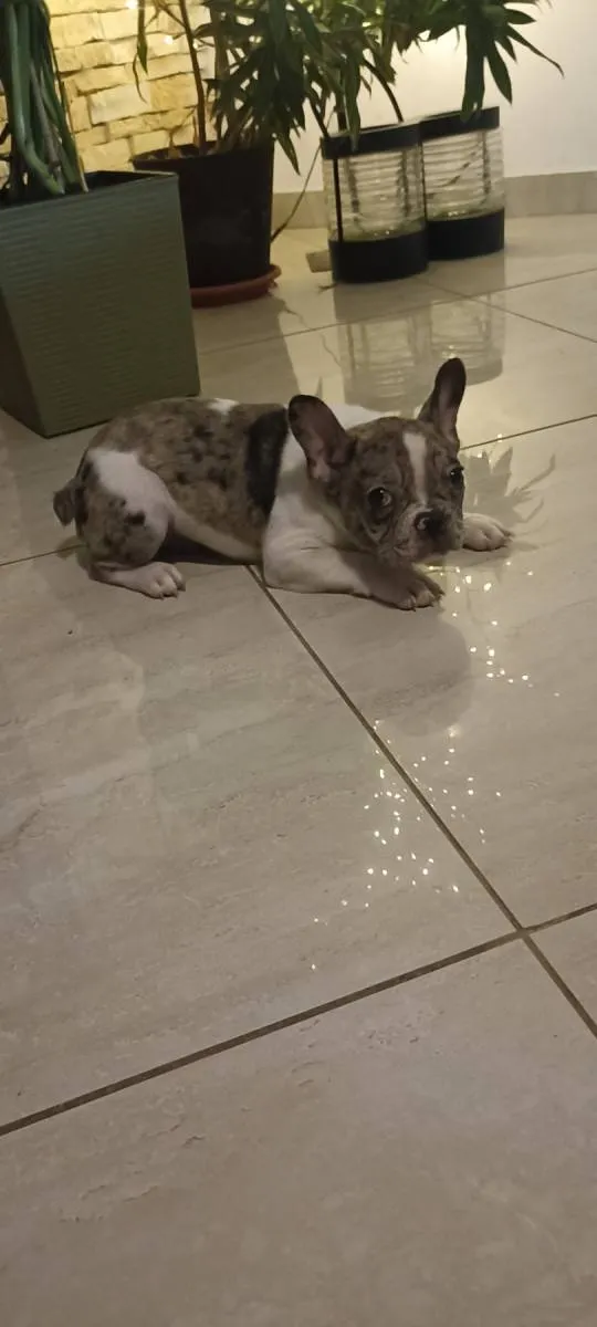 Francuski buldog na prodaju, Obrenovac (6)