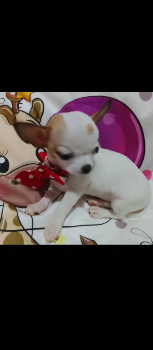 Čivava na prodaju, Beograd (6)