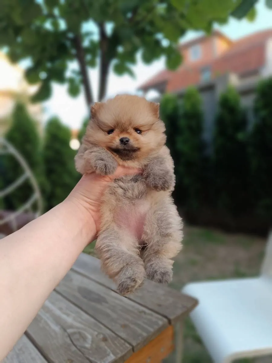 Ostalo na prodaju, Beograd Čukarica