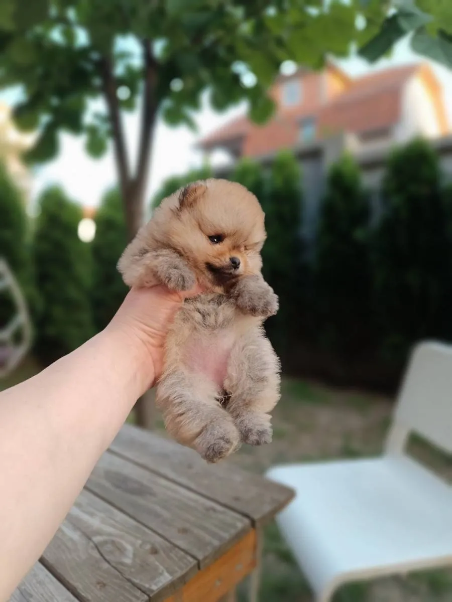 Ostalo na prodaju, Beograd Čukarica (2)