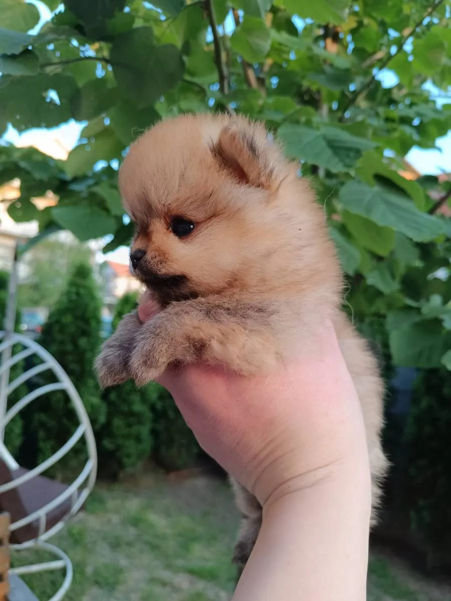 Ostalo na prodaju, Beograd Čukarica (5)