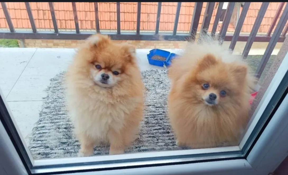 Ostalo na prodaju, Beograd Čukarica (6)