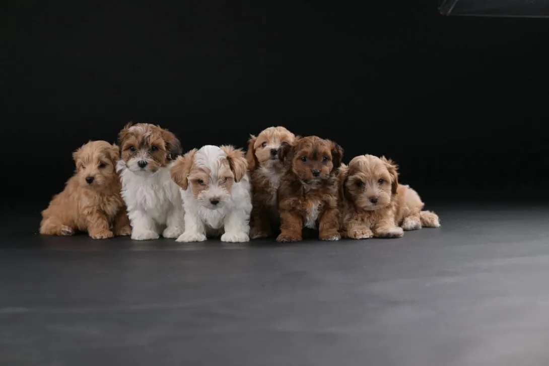 Havanski bišon na prodaju, Beograd