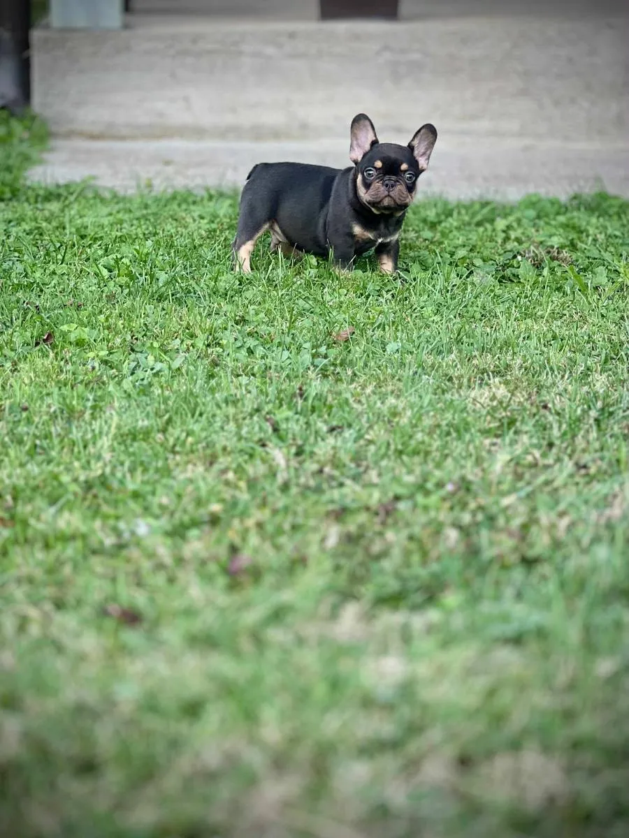 Francuski buldog na prodaju, Kragujevac (2)