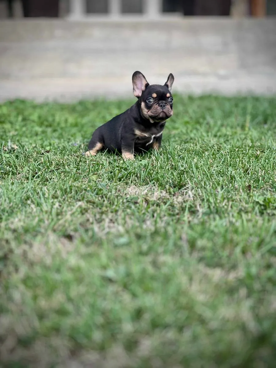 Francuski buldog na prodaju, Kragujevac (3)