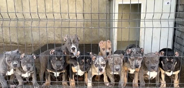 Ostalo na prodaju, Beograd