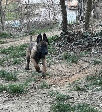 Belgijski ovčar na prodaju, Novi Sad