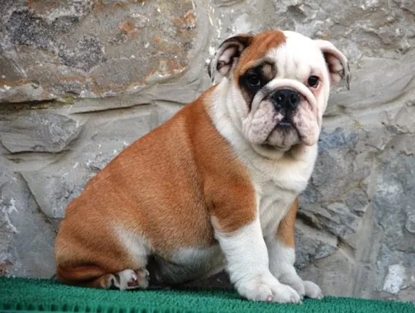 Buldog na prodaju, Beograd