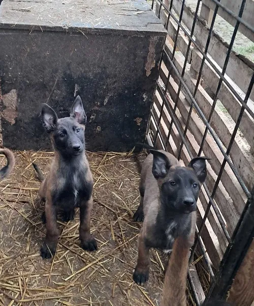 Belgijski ovčar na prodaju, Vrbas