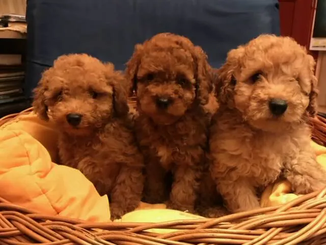 Pudla (patuljasta) na prodaju, Novi Sad (2)