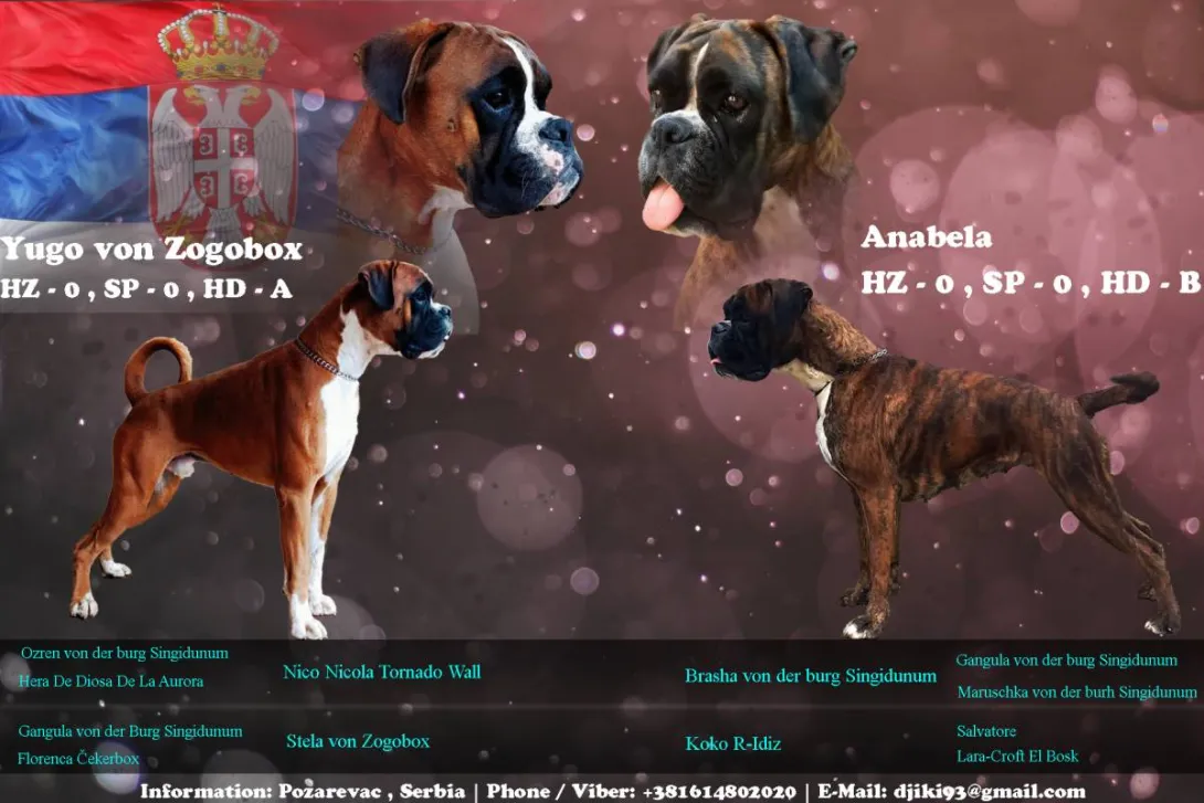 Nemački bokser na prodaju, Požarevac