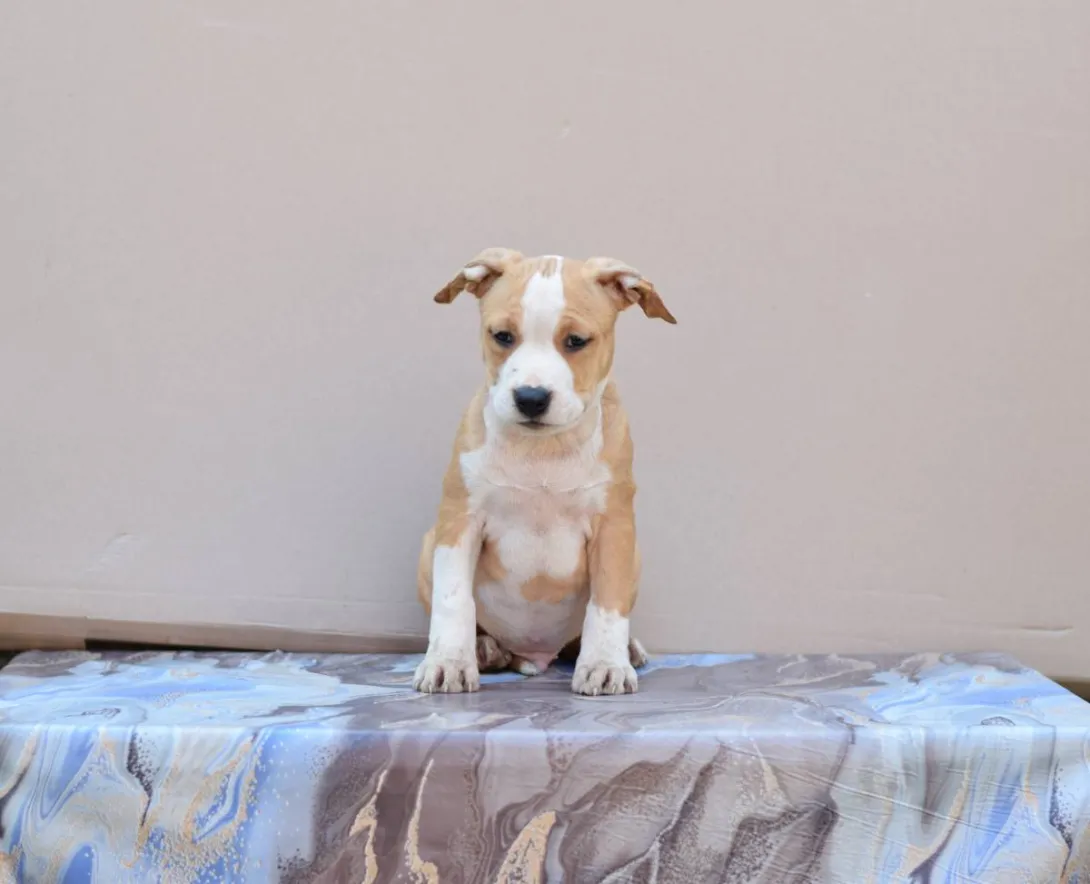 Američki stafordski terijer na prodaju, Loznica