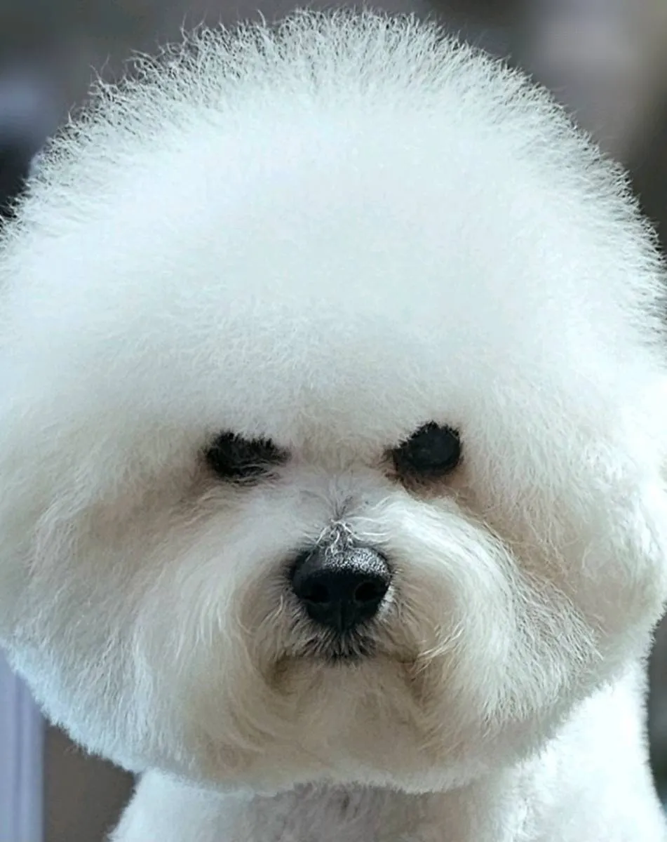 Kovrdžavi bišon na prodaju, Beograd