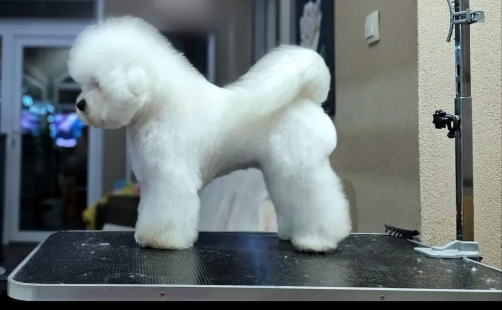 Kovrdžavi bišon na prodaju, Beograd (4)