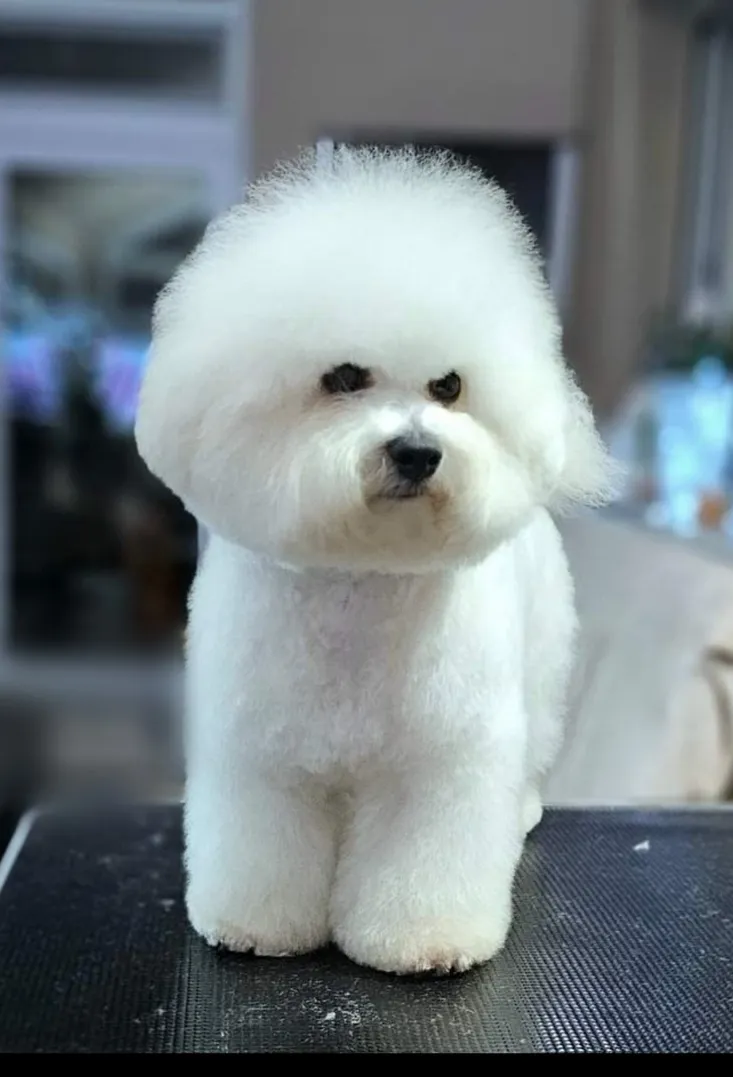 Kovrdžavi bišon na prodaju, Beograd (3)