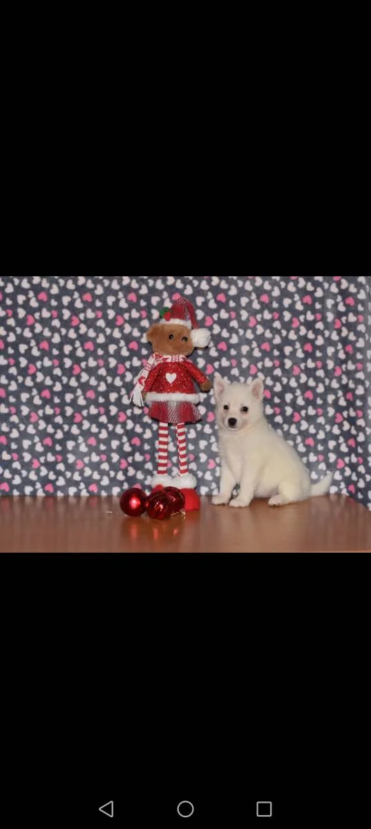 Ostalo na prodaju, Loznica (4)