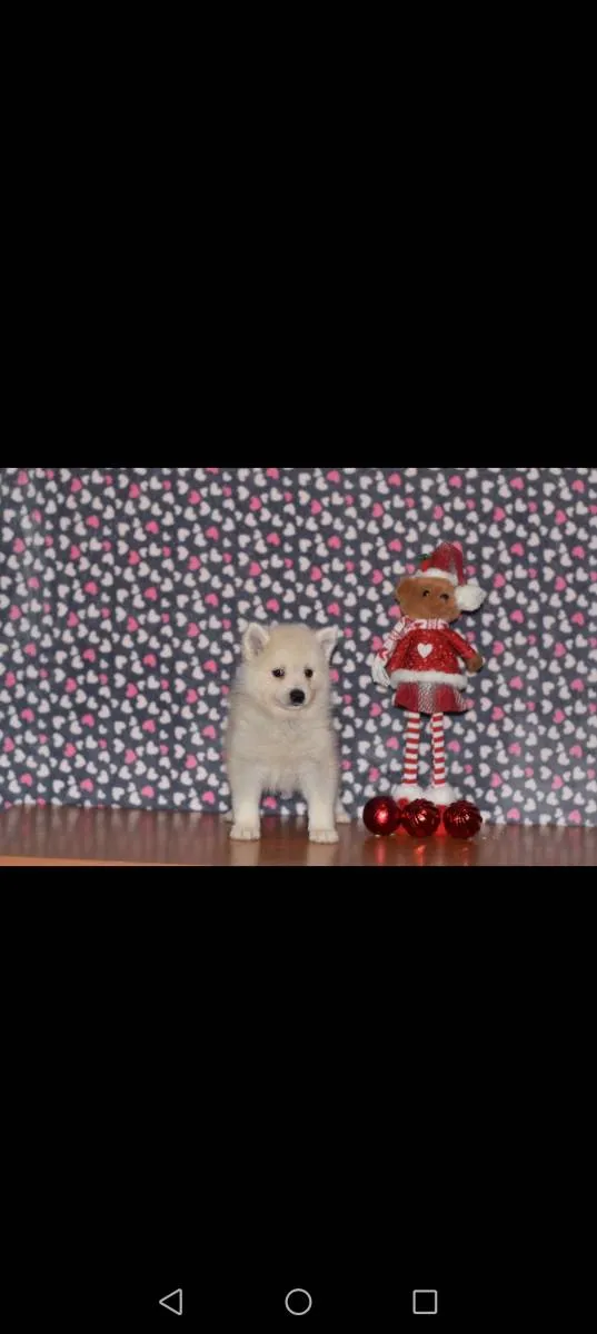 Ostalo na prodaju, Loznica (3)