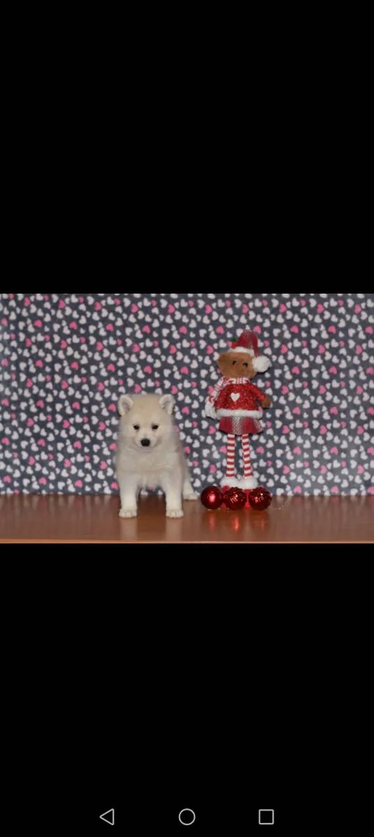 Ostalo na prodaju, Loznica (2)