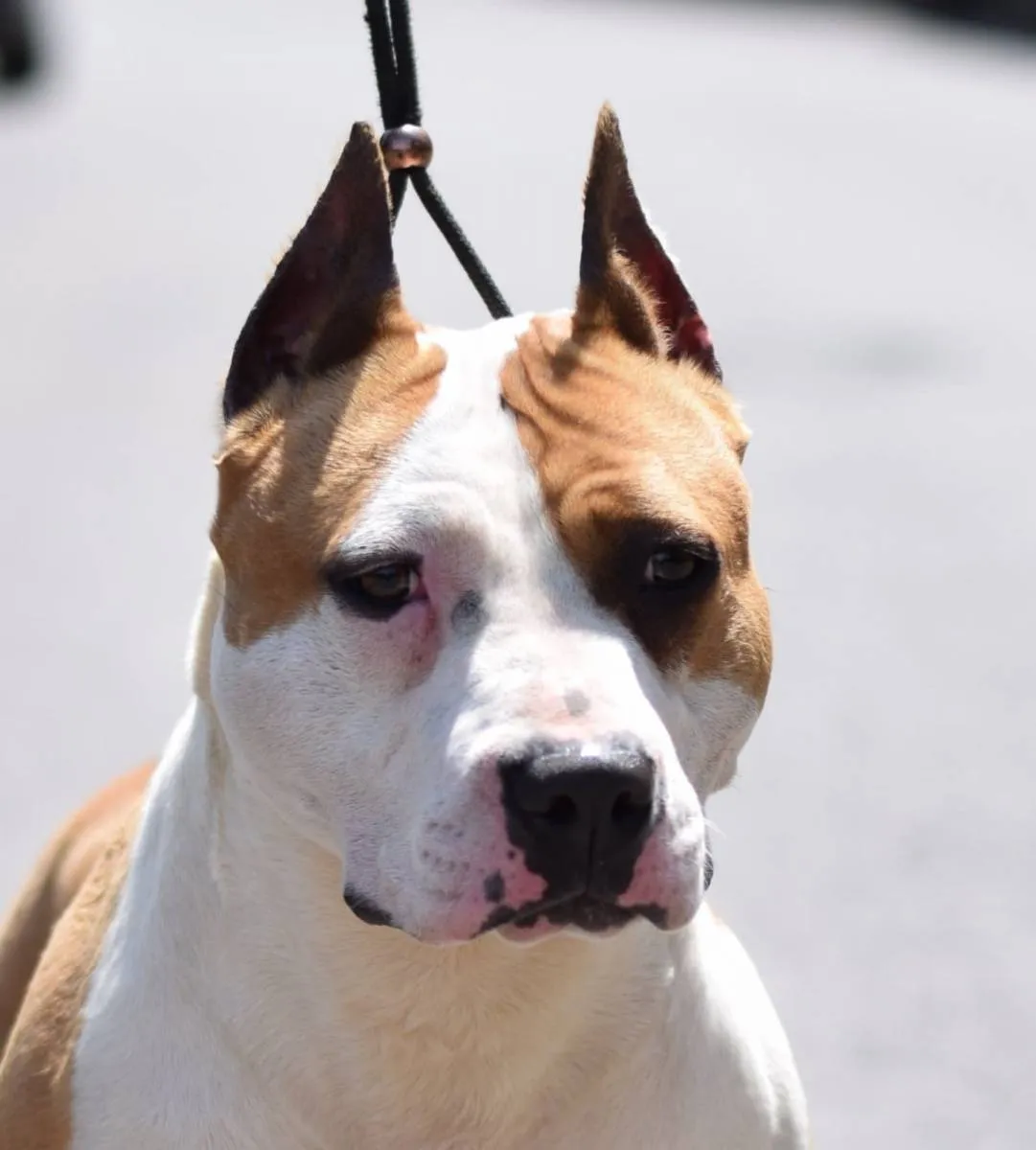 Američki stafordski terijer na prodaju, Loznica (3)