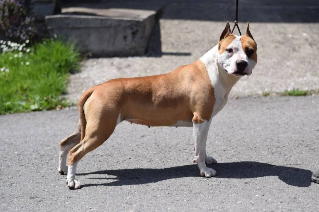 Američki stafordski terijer na prodaju, Loznica