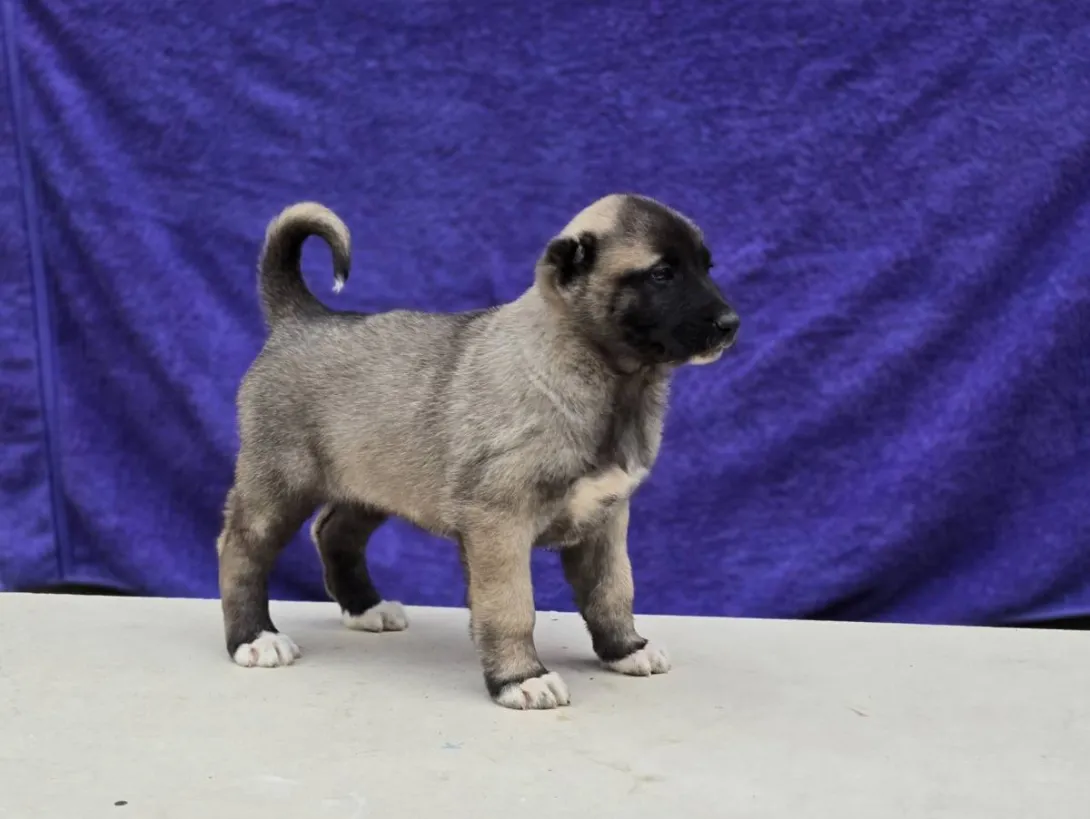 Anadolski pastirski pas na prodaju, Sremska Mitrovica (2)