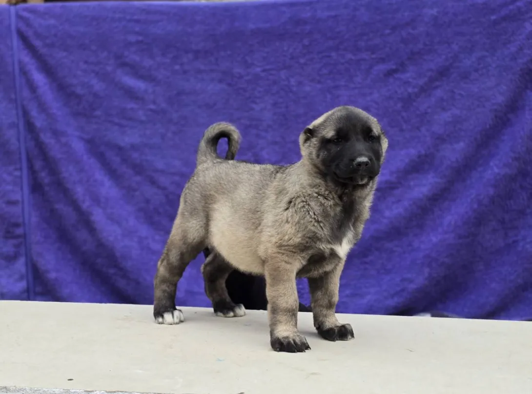 Anadolski pastirski pas na prodaju, Sremska Mitrovica (3)