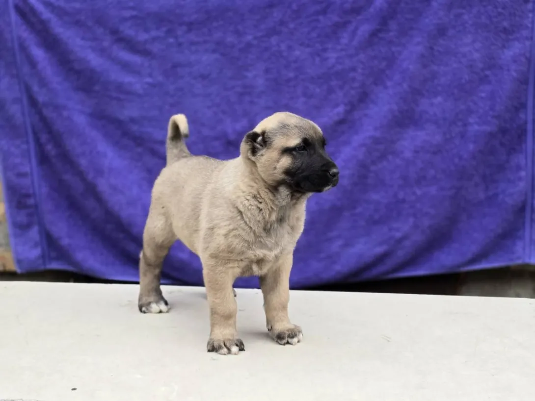 Anadolski pastirski pas na prodaju, Sremska Mitrovica (4)