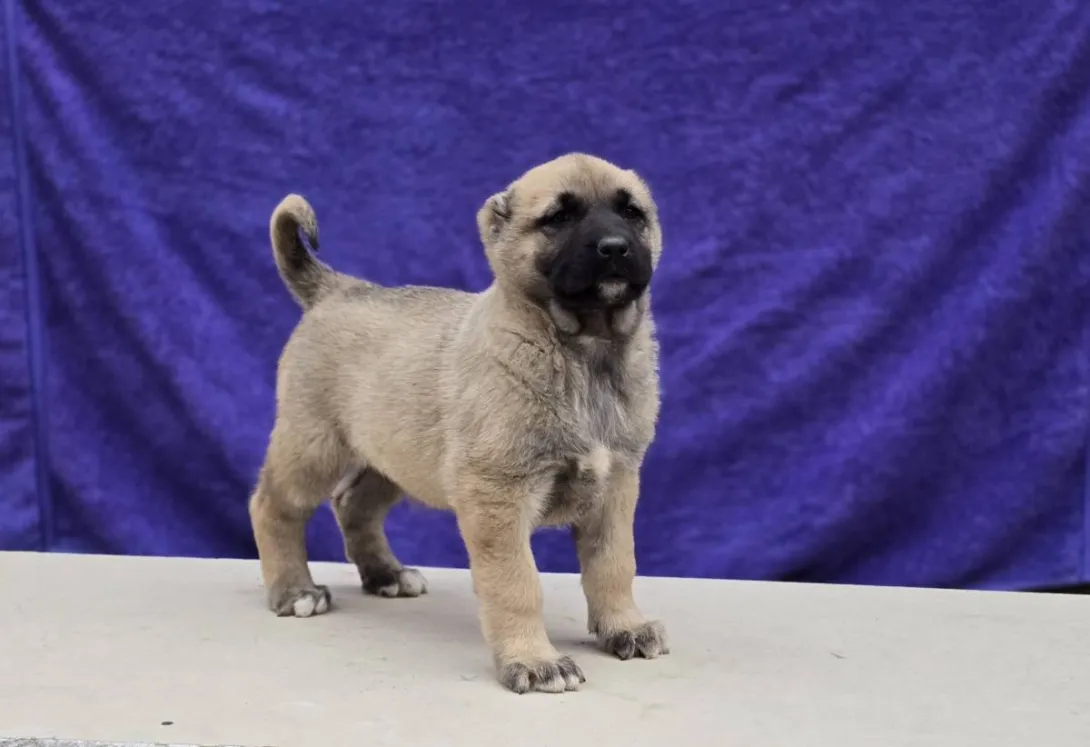 Anadolski pastirski pas na prodaju, Sremska Mitrovica (5)