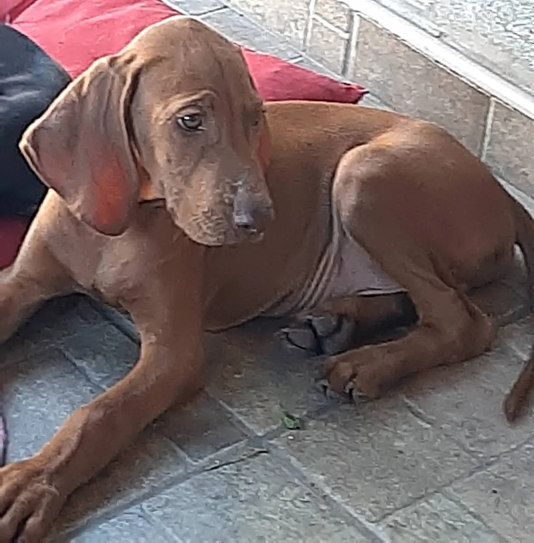 Mađarska kratkodlaka vižla na prodaju, Bačka Topola (2)