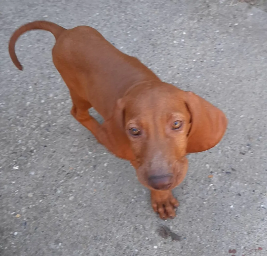 Mađarska kratkodlaka vižla na prodaju, Bačka Topola (4)