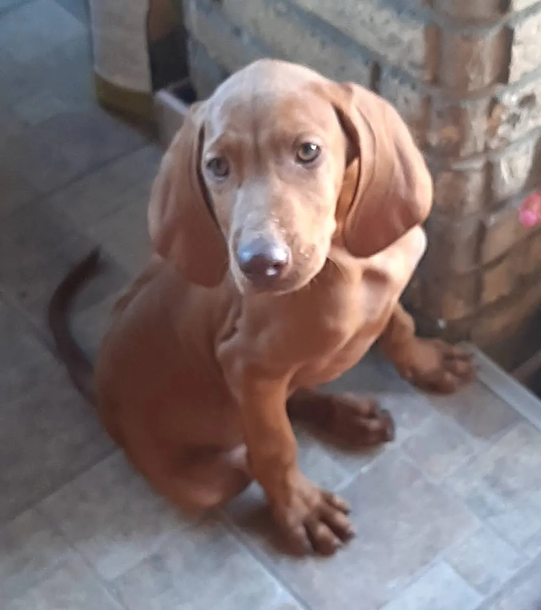 Mađarska kratkodlaka vižla na prodaju, Bačka Topola