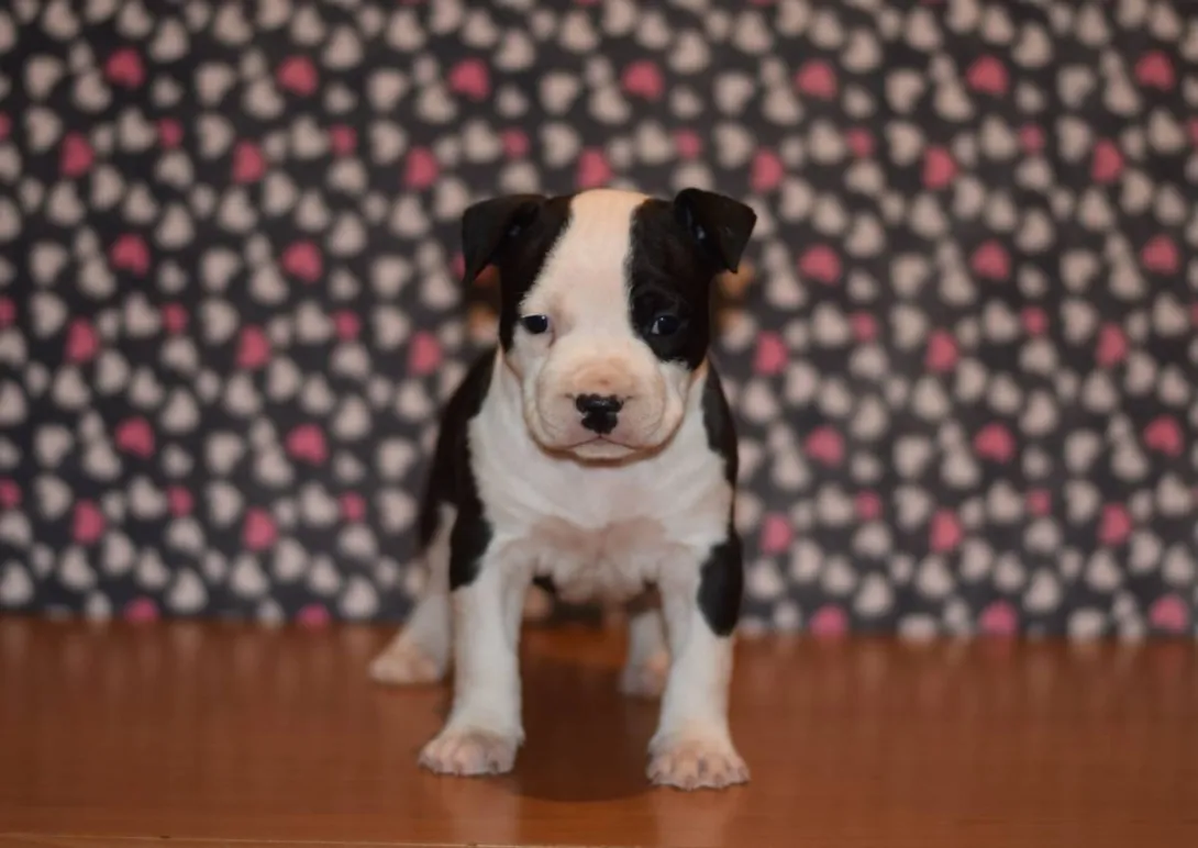 Američki stafordski terijer na prodaju, Loznica